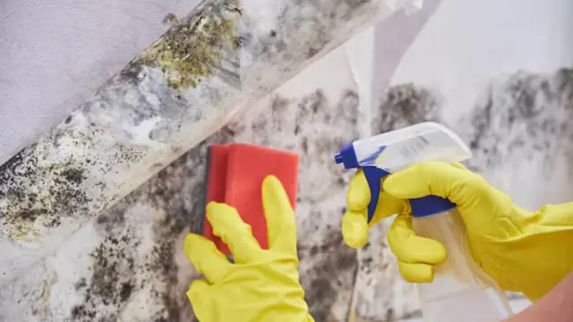Gloved hands scrubbing mold from a wall with a sponge and spray